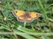 Gatekeeper butterfly in grassy meadow