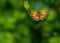 Gatekeeper butterfly & x28;male& x29; & x28;pyronia tithorus& x29;