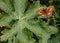 Gatekeeper butterfly & x28;male& x29; & x28;pyronia tithorus& x29;