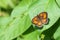 Gatekeeper Butterfly Open Winged On Leaf.