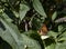 A gatekeeper butterfly perched on a buddleia leaf