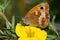 GateKeeper Butterfly ,Pyronia tithonus