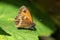 Gatekeeper Butterfly Pyronia tithonus