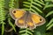 Gatekeeper Butterfly Pyronia tithonus