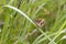 Gatekeeper Butterfly (Pyronia tithonus)