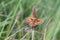 Gatekeeper Butterfly (Pyronia tithonus)