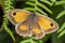 Gatekeeper Butterfly Pyronia tithonus Hedge Brown
