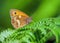 Gatekeeper Butterfly - Pyronia tithonus resting on a fern leaf