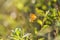 Gatekeeper butterfly Pyronia tithonus resting in a green meadow