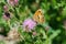 Gatekeeper Butterfly (Pyronia tithonus), taken in the UK