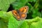 Gatekeeper or Hedge Brown Butterfly