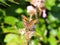 Gatekeeper or hedge brown (Pyronia tithonus) butterfly (Nymphalidae)