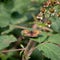 The Gatekeeper or Hedge Brown Pyronia tithonus butterfly resting on a Blackberry leaf