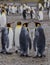 A gathering of 2 pairs of King penguins, standing