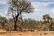 A gathering of african animals including impala, warthog and a hooded vulture interacting at a waterhole