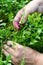 Gathering berries of bilberry. hands.