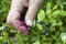 Gathering berries of bilberry. horizontal.