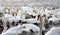 Gathering of bewick swans migrated and feeding on a lake