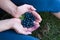 Gathering blueberries in the forest