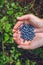 Gathering blueberries in the forest