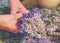 Gathering a bouquet of lavender. Girl hands hold bouquet