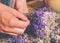 Gathering a bouquet of lavender. Girl hands hold bouquet