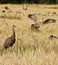 Gathering Cranes