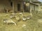 Gathering of domestic animals in the frontyard of a rural home