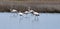 gathering of flamingos, flamboyance, various behaviors of flamingos