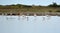 gathering of flamingos preening, flamboyance