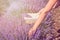 Gathering fresh lavender in a wicker basket. Beautiful girl gather fresh lavender in lavender field. Sun, sun haze, glare. Purple