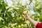 The gathering of the fruit. A woman`s hand tears a green Apple from a branch. The concept of organic food and vegetarianism