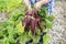 Gathering harvest. Fresh organic beets