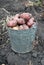 Gathering harvest of potatoes