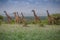 Gathering of majestic giraffes