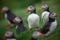 A Gathering of Puffins on the Shetland Isles