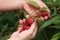 Gathering raspberries in the garden