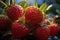 gathering strawberry harvest on plantation in farm