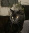 Gatito, the black cat, focus on the face.