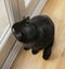 Gatito, the black cat, sitting by a door.