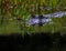 Gator floating in Grass