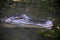 Gator with His Head Above Water in Southern Louisiana