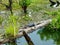 Gator in Louisiana Bayou