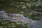 Gator Trolling in the Swamp Waters of South Louisiana