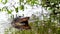 Gators breeding in wetlands water, Florida