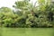 Gatun Lake, lush vegetation on shoreline, Panama