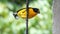 Gaturamo-true, bird of the Atlantic forest