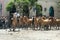 Gaucho drives a herd of horses through San Antonio de Areco, province Buenos Aires