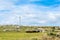 Gaucho herding cows near windmills, Aigua, Uruguay