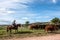 Gaucho herding cows near windmills, Uruguay